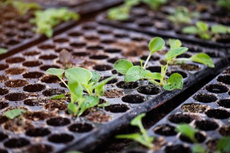 Foto de Crecimiento de plantas para bebés, plántulas en semillas, bandejas de plantación. - Imagen libre de derechos