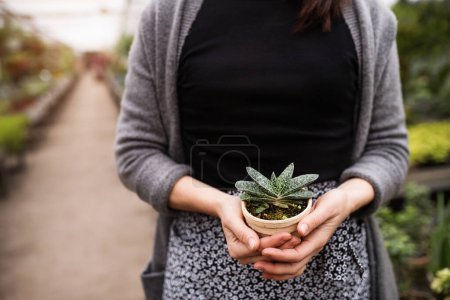 Small greenhouse business. Gardener holding potted succulent. Offering wide range of plants during spring gardening season.