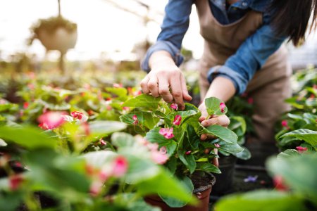 Small greenhouse business. Gardener inspecting flowers and seedlings, standing in the middle of plants. Offering wide range of plants during spring gardening season.