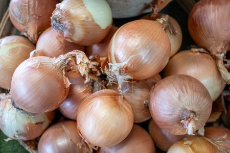 Indulge in the savory essence of just-harvested onions with our Farm Fresh Delight basket. Straight from the fields to your table, these onions boast unrivaled freshness and flavor. 