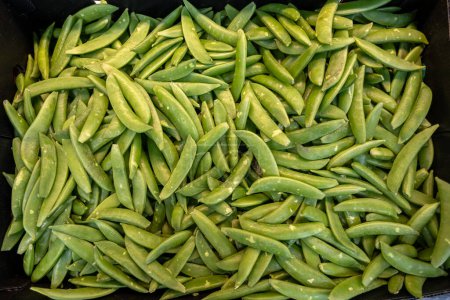 Indulge in the crisp, vibrant flavors of our just-harvested green beans basket, straight from the farm to your table. Packed with wholesome goodness, these organically grown beans are bursting with nutrients and essential vitamins. 