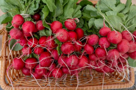 Indulge in the vibrant allure of freshly picked radishes with this captivating photograph. Each radish is a burst of color, embodying the essence of farm-fresh goodness. These crisp delights beckon with their enticing hues.