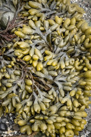 Tauchen Sie ein in die komplexe Welt der Phaeophyceen mit dieser atemberaubenden Nahaufnahme. Diese Makroaufnahme fängt die faszinierenden Details der Braunalgen ein und führt Sie ins Herz der Küstenökosysteme. 