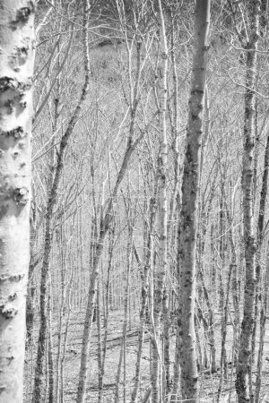 Begeben Sie sich auf eine Reise durch das bezaubernde Reich des Birkenwaldes, festgehalten in diesem faszinierenden Foto. Die schlanken Stämme der Birken stehen hoch, ihre zarten Blätter sind von geflecktem Sonnenlicht durchflutet..