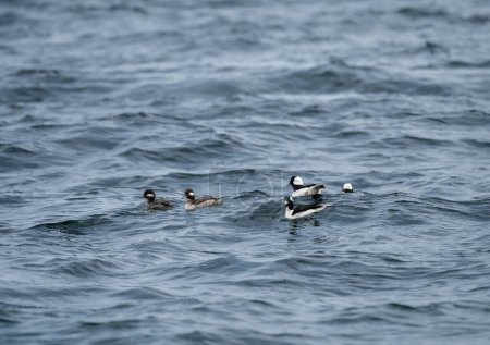 Photo for A group of male and female Bufflehead ducks, Bucephala albeola, swim in ocean waves on an early spring day windy day, Vancouver Island, BC, Canada. - Royalty Free Image