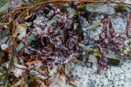 Huevos muertos de dos semanas de edad de arenque del Pacífico yacen unidos a algas marinas en una playa de Vancouver Island, Canadá.
