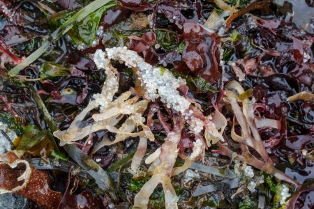 Huevos muertos de dos semanas de edad de arenque del Pacífico yacen unidos a algas marinas en una playa de Vancouver Island, Canadá.