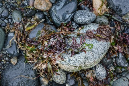 Two-week old dead eggs from Pacific herring lie attached to kelp on a Vancouver Island, Canada beach.