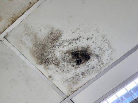 Photo for Water damaged ceiling roof as mold starts growing in residential house - Royalty Free Image