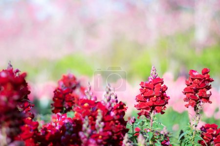 Téléchargez les photos : Antirrhinum fleur rouge sur le jardin - en image libre de droit