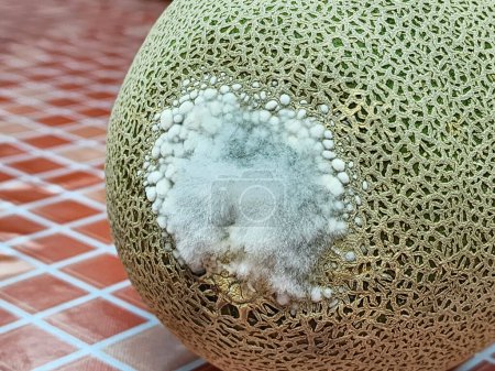 Melon fruit has mold, fungus.