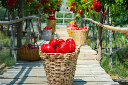 Téléchargez les photos : Concept de jardinier de fruits du verger de pommes - en image libre de droit