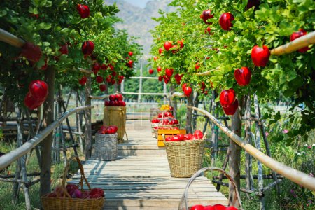 Téléchargez les photos : Concept de jardinier de fruits du verger de pommes - en image libre de droit