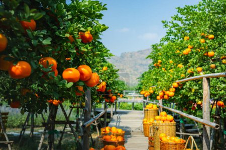 Téléchargez les photos : Oranges fraîches dans une plantation d'oranges mandarines - en image libre de droit
