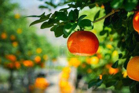 Téléchargez les photos : Oranges fraîches dans une plantation d'oranges mandarines - en image libre de droit