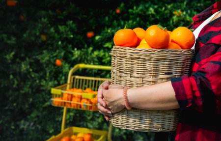 Téléchargez les photos : Jardinier Oranges fraîches dans une plantation d'oranges mandarines - en image libre de droit