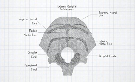 Handzeichnung des menschlichen Anatomie-Okzipitalknochens auf Tafel