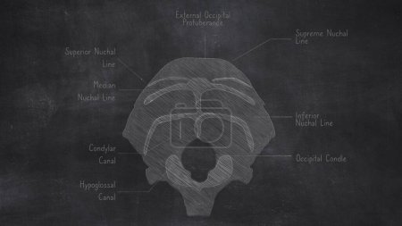 Handzeichnung des menschlichen Anatomie-Okzipitalknochens auf Tafel