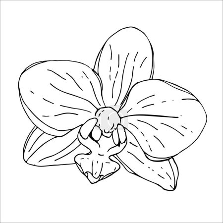Téléchargez les illustrations : Orchidée botanique de fleur. Gravure à l'encre noire et blanche. Elément d'illustration succulents isolés sur fond blanc. - en licence libre de droit