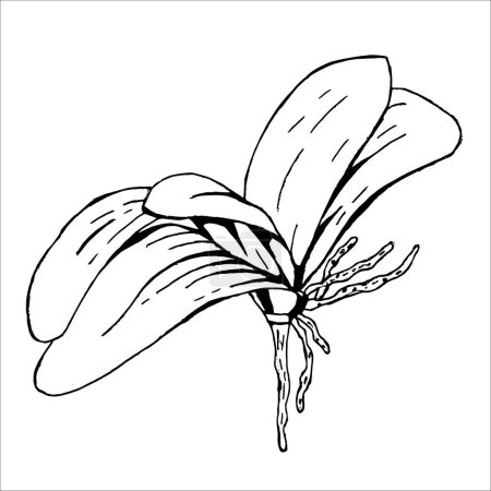 Téléchargez les illustrations : Racine et feuilles fleur botanique d'orchidée. Gravure à l'encre noire et blanche. Elément d'illustration succulents isolés sur fond blanc. - en licence libre de droit