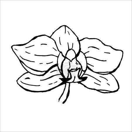 Téléchargez les illustrations : Orchidée botanique de fleur. Gravure à l'encre noire et blanche. Elément d'illustration succulents isolés sur fond blanc. - en licence libre de droit