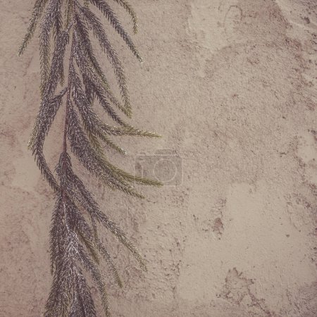 Téléchargez les photos : Vue rapprochée de la feuille de fougère verte sur le mur de béton - en image libre de droit