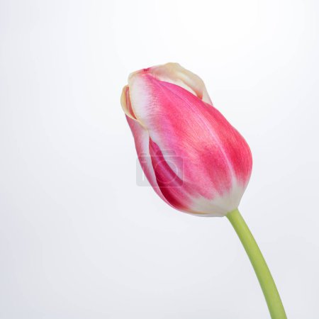 Photo for Beautiful pink tulip isolated on white background. - Royalty Free Image