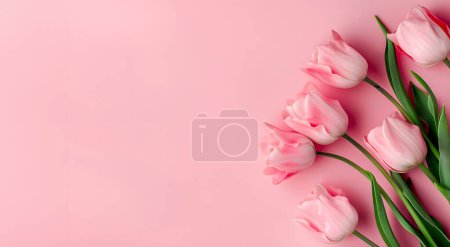 Background of spring flowers for card for the holiday. Tulips on pink background. Womens Day. Horizontal. Top view.
