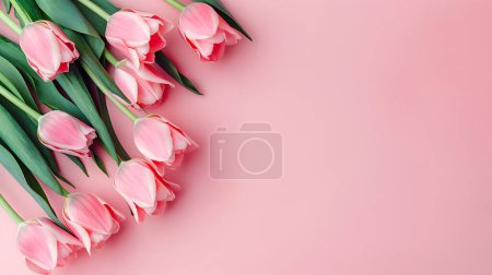 Background of spring flowers for card for the holiday. Tulips on pink background. Womens Day. Horizontal. Top view.