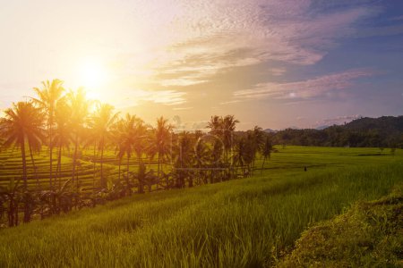 Photo for Rice field landscape with views of coconut trees and clear sky, optical flare sunset - Royalty Free Image