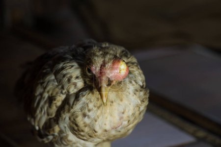 Foto de Primer plano del pollo enfermo con ojos agrandados, ojos hinchados de pollo, varicela en los pollos (Coryza infecciosa) - Imagen libre de derechos