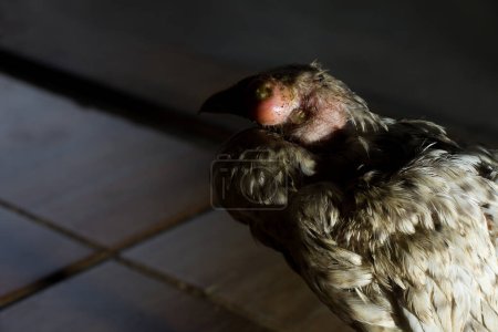 Téléchargez les photos : Yeux gonflés de poulet en raison de la contamination par Coryza chez les poulets sur un fond sombre - en image libre de droit