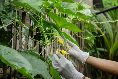 Hombre asiático cuidando de Luffa acutangula u otro nombre indonesio para gambas vegetales en la cerca del jardín