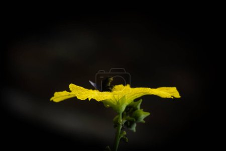 Téléchargez les photos : Fleurs jaunes, fleurs de la famille des luffa gourdes contenant des guêpes pollinisatrices ou des guêpes mellifères perchées, fleurs sélectives - en image libre de droit