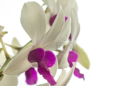 Téléchargez les photos : Dendrobium Pompadour, fleur d'orchidée, plante ornementale, blanc protégé - en image libre de droit