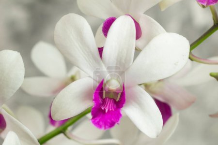 Téléchargez les photos : Gros plan, fleur blanche d'orchidée de Dendrobium, plante ornementale, abstrait gris isolé - en image libre de droit