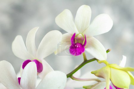 Téléchargez les photos : Cadre en gros plan de fleur blanche d'orchidée de Dendrobium, plante ornementale, abstrait gris isolé - en image libre de droit