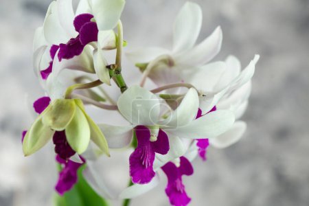 Téléchargez les photos : Foyer sélectif fleur blanche d'orchidée de Dendrobium, plante d'intérieur, abstrait gris isolé - en image libre de droit