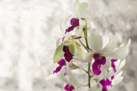 Téléchargez les photos : Espace négatif, Dendrobium Pompadour, fleur d'orchidée, plante ornementale, pinceau gris fond abstrait - en image libre de droit
