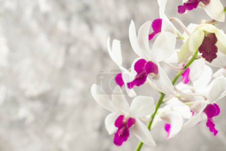 Téléchargez les photos : Fleur d'orchidée, plante ornementale, fond abstrait brosse grise, espace négatif - en image libre de droit