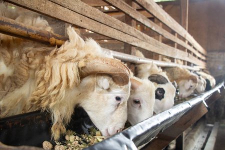 Ziegenreihen im Stall, die aus einem Trog fressen, Opfertiere für die Ziegenmast