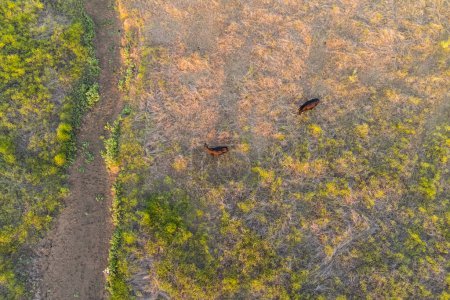 Foto de Vista panorámica aérea superior de la estepa verde o prado en verano, paisaje con árboles y arbustos, sequía, vacas en el pasto. - Imagen libre de derechos