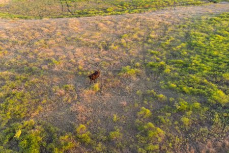 Foto de Vista panorámica aérea superior de la estepa verde o prado en verano, paisaje con árboles y arbustos, sequía, vacas en el pasto. - Imagen libre de derechos