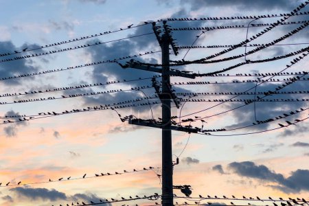 Téléchargez les photos : Silhouette d'oiseaux sur fil électrique en soirée avec ciel crépusculaire avec fond nuageux. - en image libre de droit