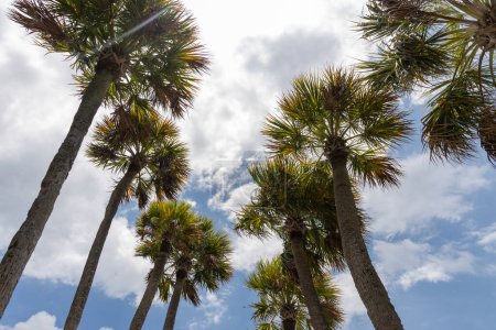 Téléchargez les photos : Palmier tropical avec ciel bleu et nuage fond abstrait, vacances d'été et voyage nature concept aventure. - en image libre de droit