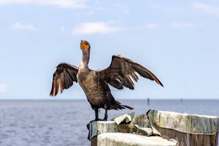 Photo for A Double-Crested Cormorant drying out it's wings on rock in the ocean, clear blue sky on background. - Royalty Free Image