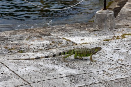 Foto de Iguana exótica verde en camino de asfalto, reptil salvaje, animal tropical, espacio para copiar. - Imagen libre de derechos