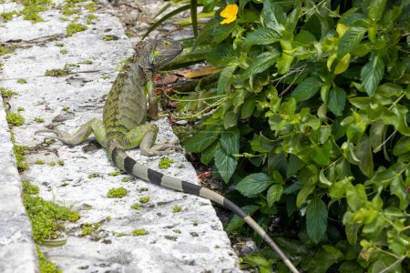 Téléchargez les photos : Iguane exotique vert parmi le feuillage vert, reptilien sauvage, animal tropical, faune. - en image libre de droit