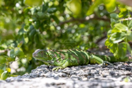 Photo for Green exotic iguana among green foliage, wild reptilian, tropical animal, wildlife. - Royalty Free Image