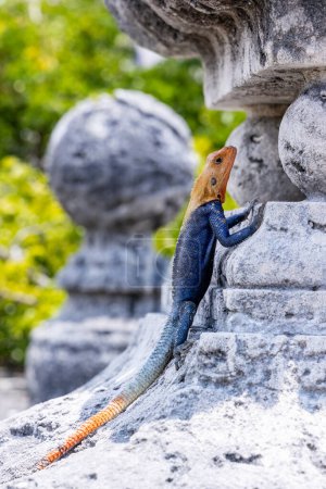Téléchargez les photos : Lézard agama rock sudiste assis sur le rocher, un lézard bleu, rouge et orange connu comme l'un des lézards les plus colorés et attrayants au monde. - en image libre de droit
